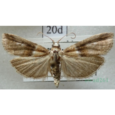 Acrobasis tumidana (Denis & Schiffermüller, 1775) Czech20d